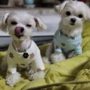 개멋지개 이미지