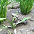 매탄초등학교 이미지