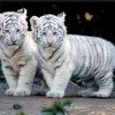 호랑이네 이미지