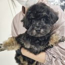 강아지탐험대동물미용업 | 애견미용사 전망과 취업 및 시험 대비 과정