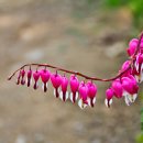 금낭화타운 이미지