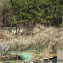 용호동 섶자리 이미지