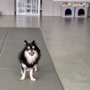 리츠펫 동탄능동점 이미지