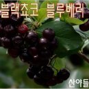 아로니아 블랙쵸크베리의 효능들~ 이미지