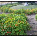 남연허브 이미지