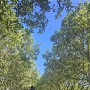 백열일곱번째 2025년 11월 2일 : Lloyd Elsmore Park-Pakuranga Golf club 이미지
