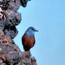 제주 올레길 12코스 이미지