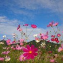 코스모스 이미지