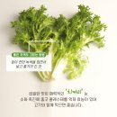 한입쌈 이미지