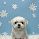 멍데이 살롱 이미지