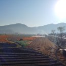 함양군농기계임대사업소(남부권) | 고추밭 두둑만들다