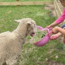 유구목장 이미지