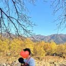 봉성마을회관 | 구례 산수유축제 꿀팁,후기 (애견동반🌼) feat. 맛집 봉성피자