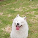 댕댕랜드 이미지