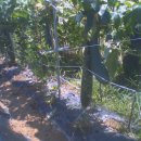 돌쇠농장 이미지