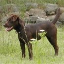 맥코이 켄넬 이미지