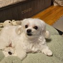 지산동물병원 이미지