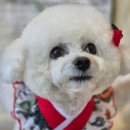 축복 펫살롱 이미지