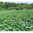 산너머농장 이미지