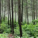 원대리 자작나무숲 이미지