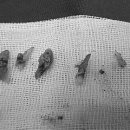 연지 동물병원 이미지