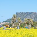 [제주도] 전국출발 3~6월 꽃길따라 떠나는 봄날의 제주 천제연 산방굴사 자연in 카페투어 1박2일 2박3일 3박4일 199000~ 이미지