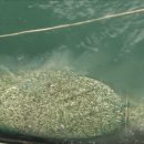 대형 그물에 500kg 물고기 가득…“中 게릴라 불법조업” 골머리 이미지
