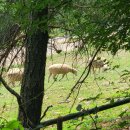 군장목장 이미지