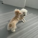 프라독 | 수원 애견유치원 프라독 6회차 내돈내산 후기