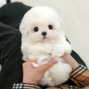 곱슬강아지 | 포항강아지분양 후기좋은 미유펫