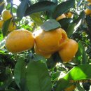 이슬농장 이미지