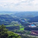 보강천 미루나무숲 이미지