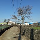 신도리-5 이미지