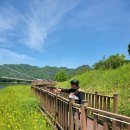2024년 5월4일 #할리데이비슨 타고 임실 꼭 가봐야할곳으로 옥정호 출렁다리#붕어섬생태공원#요산공원#라이딩 투어 다녀왔습니다 이미지