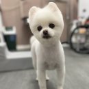 여수죽림동물병원 애견미용실 이미지