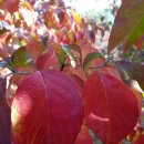 단풍농장 이미지