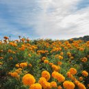 메리골드 이미지