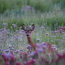 예가숯불갈비 이미지