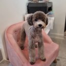 댕댕이모 이미지