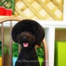 도그이살롱 이미지