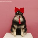 도그캠프 이미지