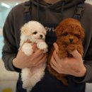 강아지분양 테디럽 이미지