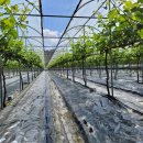 입석리농장 이미지