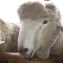 경재목장 이미지