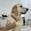 뭉스벨리 | 강동구 고덕역 뭉스벨리 | 내돈내산 대형견 리트리버와 함께한 애견카페 데이트 후기