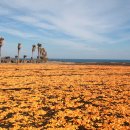 가꿀목장 이미지