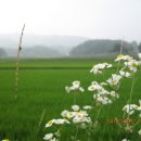 관정2리 이미지