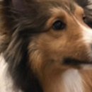 드린겐 애견테마파크 이미지