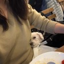 에이원 | 재재방문한 위례 브런치 화덕피자 맛집 I A1 Canteen 에이원캔틴 메뉴 , 후기 , 주차