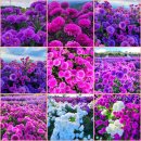 제393차 정기산행/ 2025. 9.25.(목) 거창 감악산 &amp;아스타국화축제 산행 예약접수중! 이미지